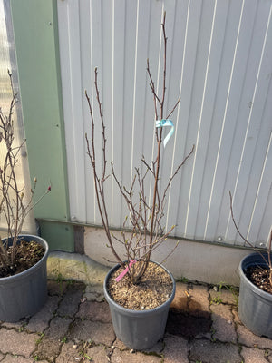 ARBUSTE / Pot de 15/18L