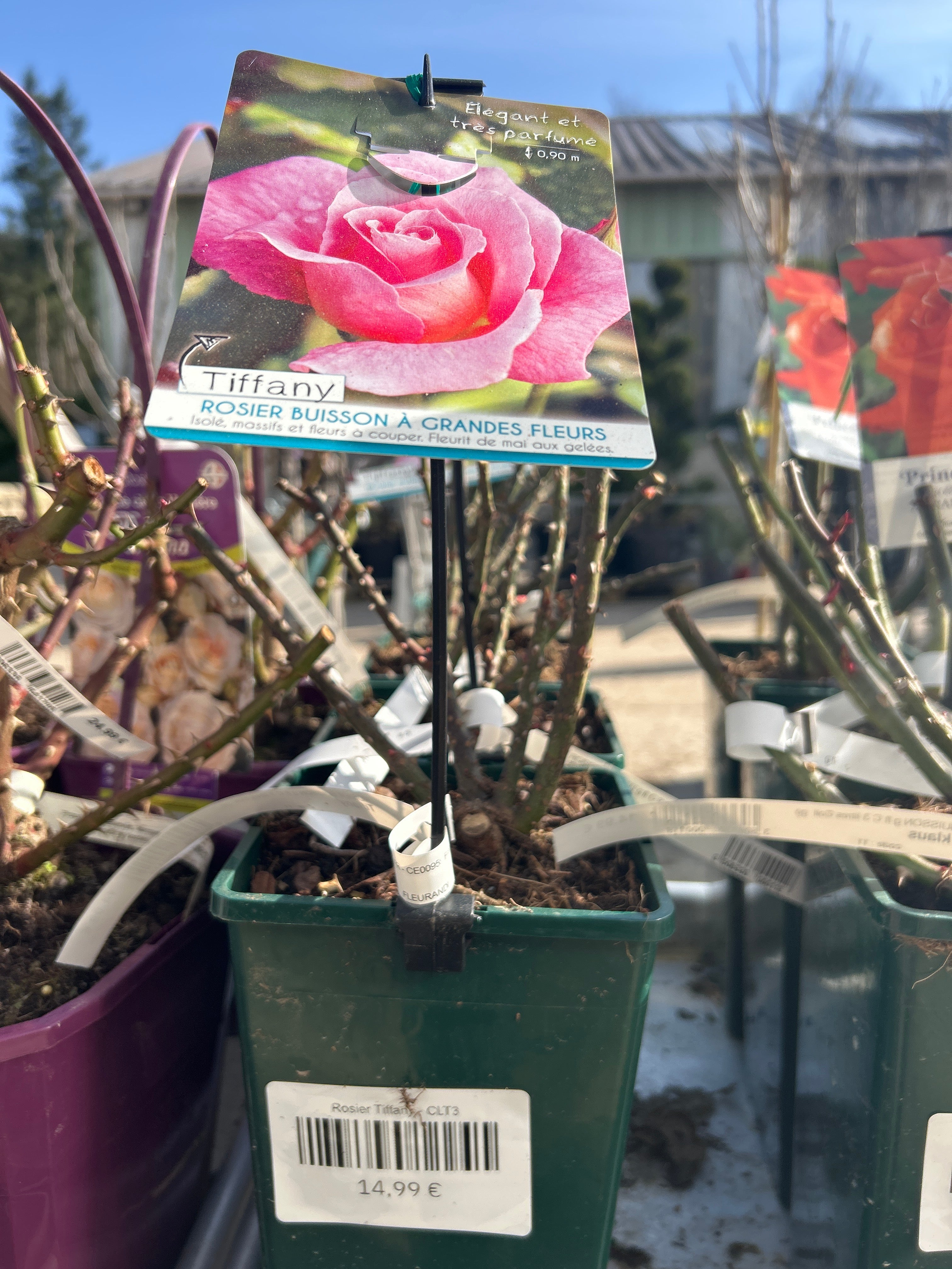 Rosier Tiffany