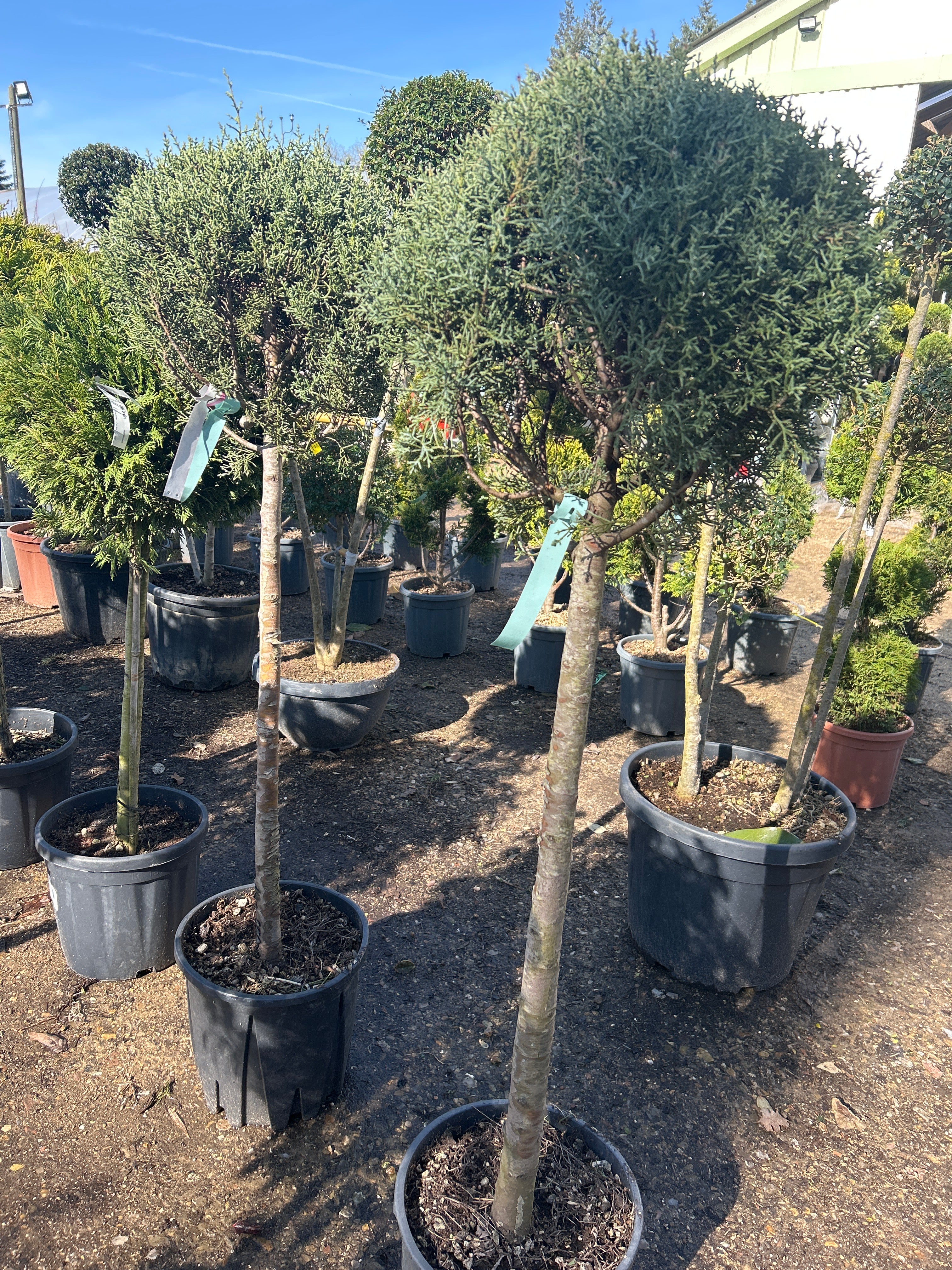 Cyprès de l'Arizona (Topiaire)   - Cupressus arizonica
