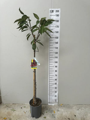 DEMI-TIGE / Pot de 10 Litres