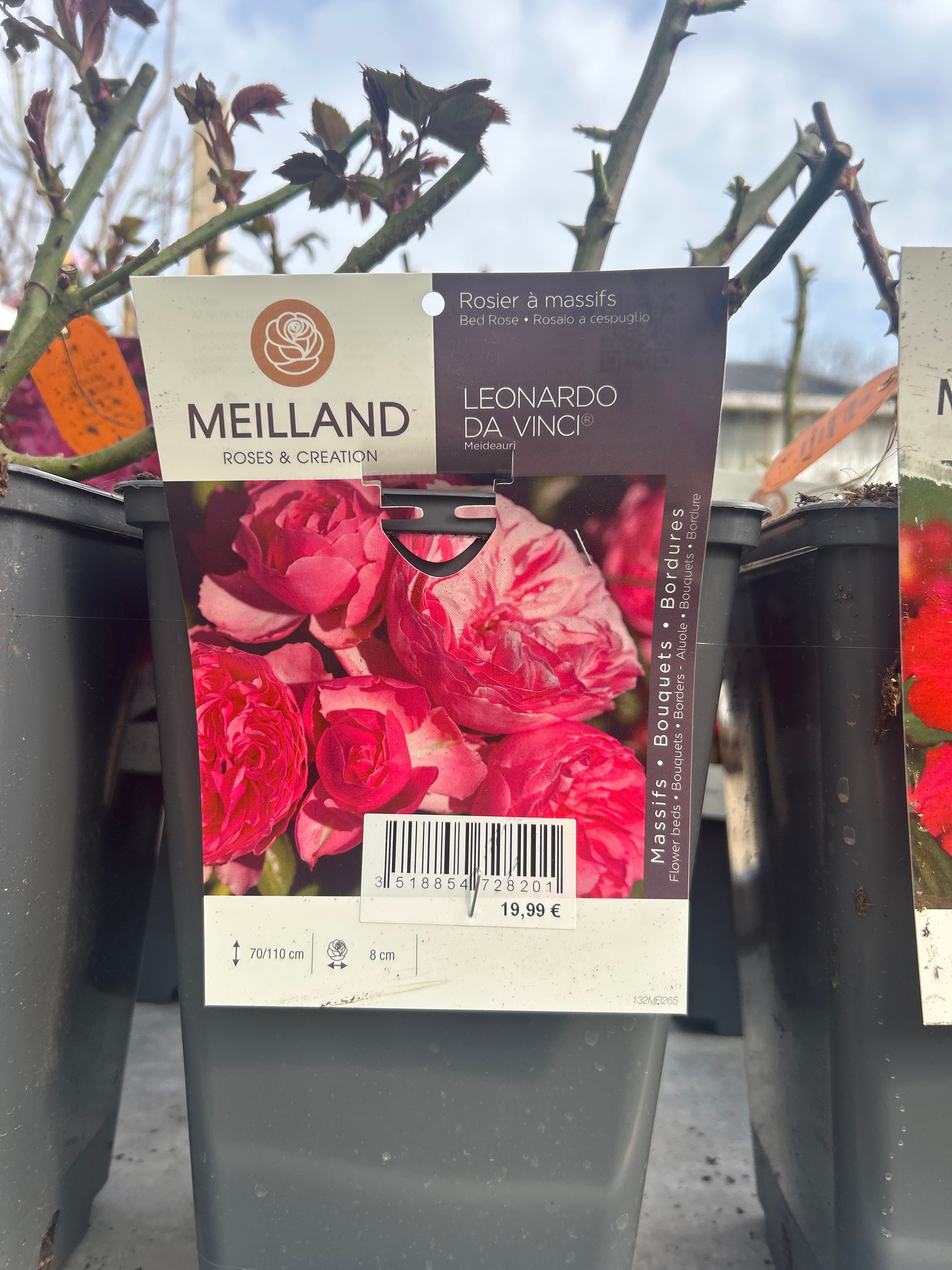 Rosier Léonard De Vinci Rosa x Floribunda Rose