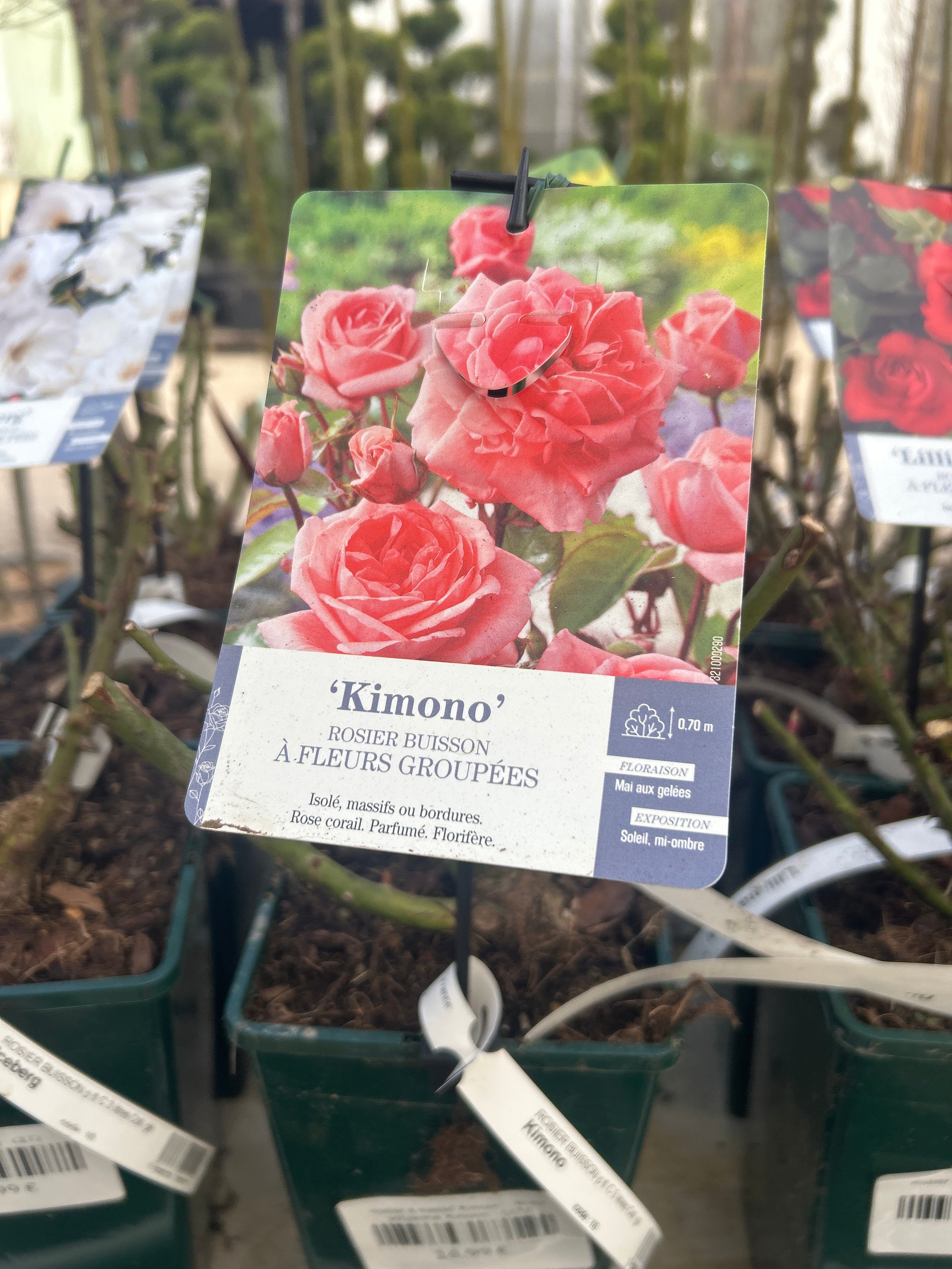 Rosier à massif 'Kimono' - Rosa polyantha 'Kimono'