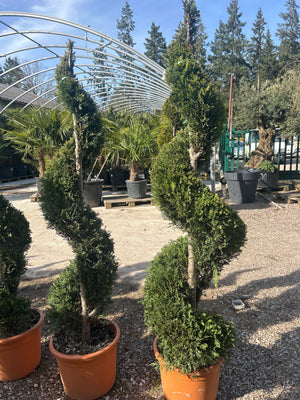 Spirale / Pot 35/45 Litres - Hauteur 160/180cm