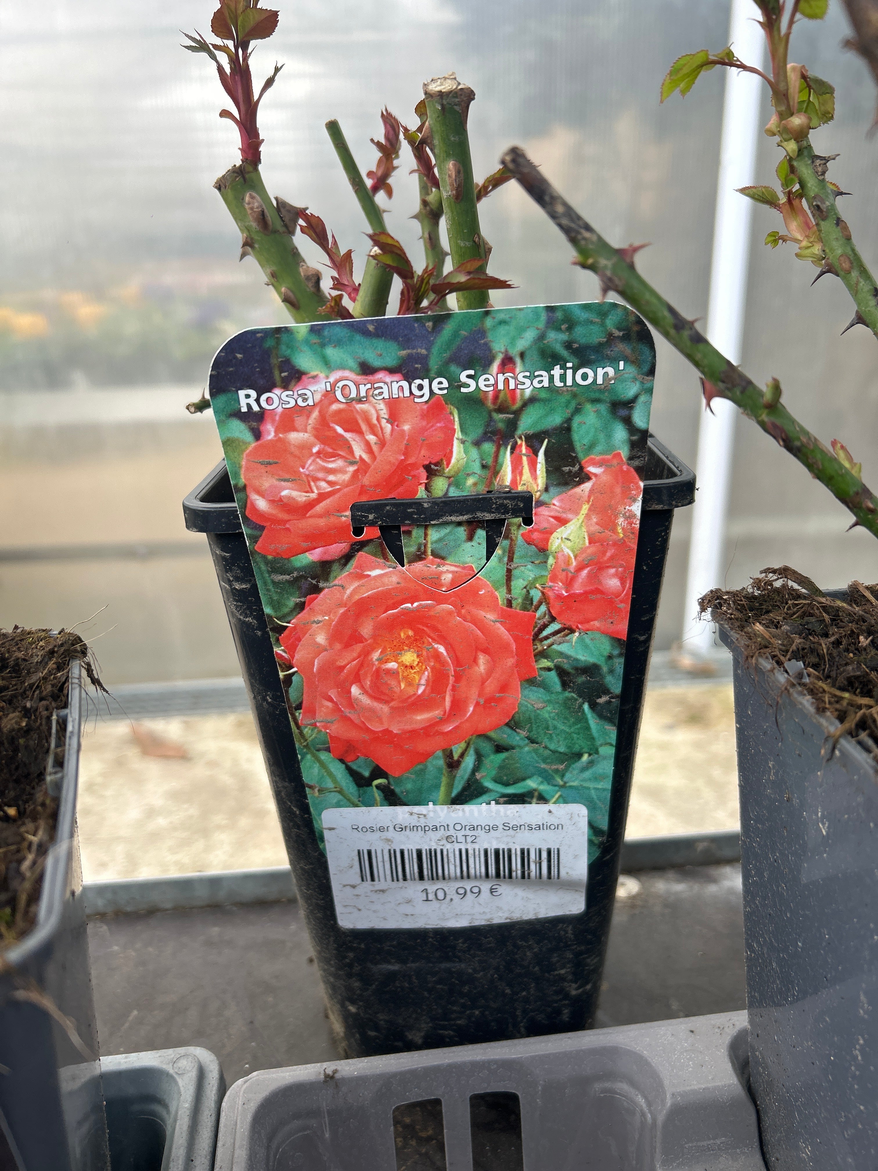Rosier Grimpant Orange Sensation