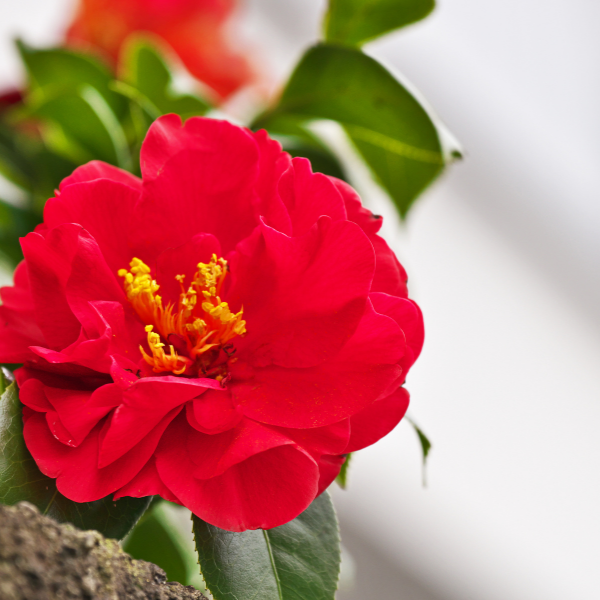 Camélia du Japon 'Blood of China' - Camellia japonica 'Blood of China'