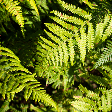 Fausse fougère mâle 'Pinderi' - Dryopteris affinis 'Pinderi'