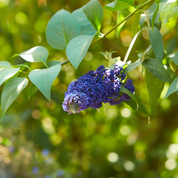 Arbre aux papillons 'Adonis Blue'® - Buddleja davidii 'Adonis Blue®'