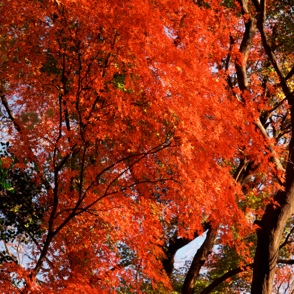 Acer Palmatum variés