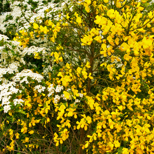 Genêt 'Porlock' - Genista 'Porlock'