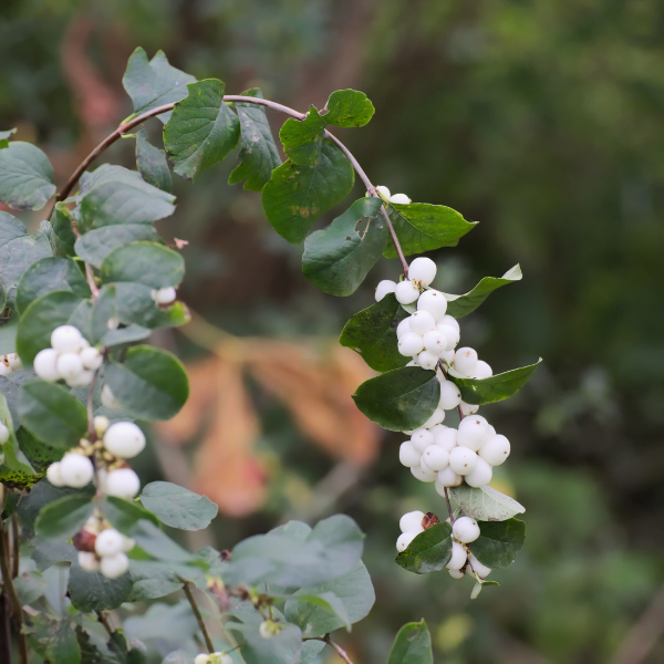 Symphorine X Doorenbosii White Hedge