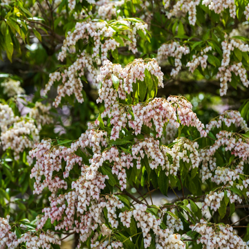 Andromède du Japon Flaming Silver