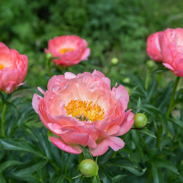 Pivoine de Chine 'Pink Hawaiian Coral' - Paeonia lactiflora 'Pink Hawaiian Coral'