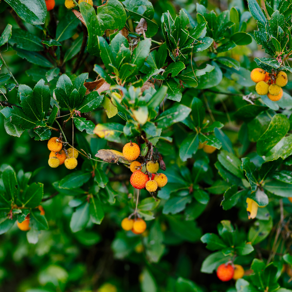 Arbousier, Arbre à fraises 'Roselily' - Arbutus unedo 'Roselily'
