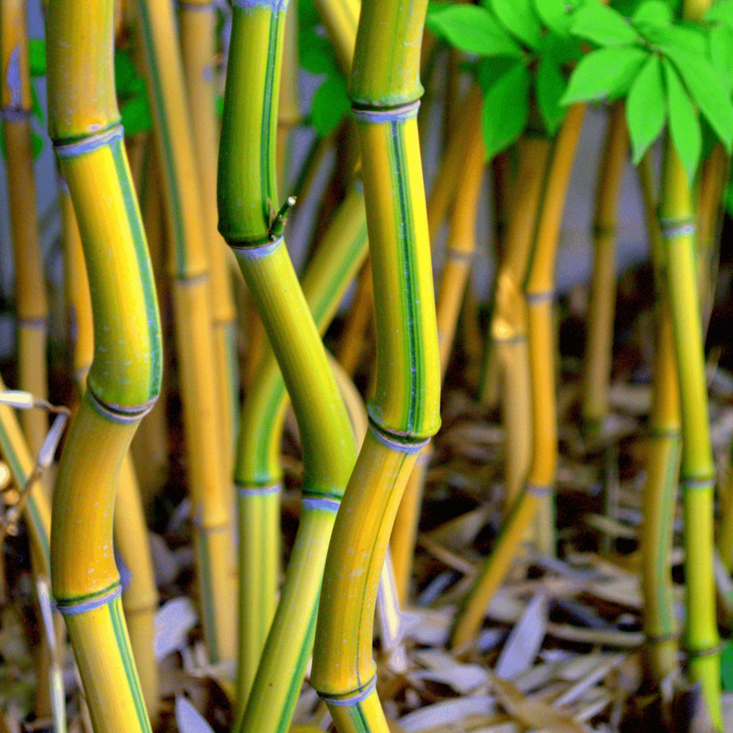 Bambou Aurea Spectabilis - Phyllostachys aureosulcata Spectabilis - FLEURANDIE