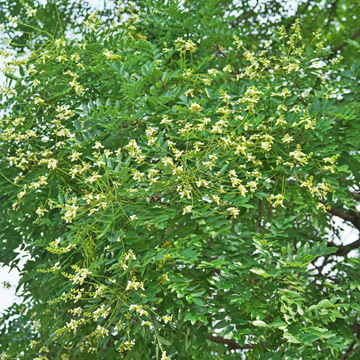 Arbre des pagodes - Sophora Japonica