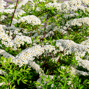 Spirée de Grefsheim - Spirea x cinerea Grefsheim'