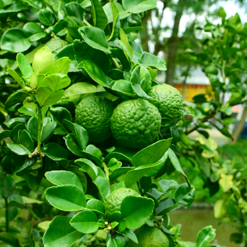 Citronnier Combava