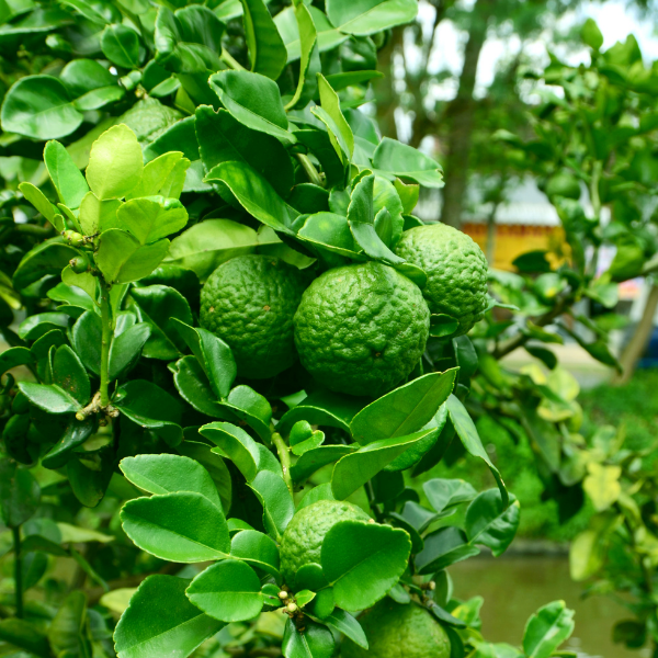 Citronnier Combava