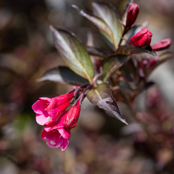 Weigela florida 'Alexandra' - Weigela florida 'Alexandra'