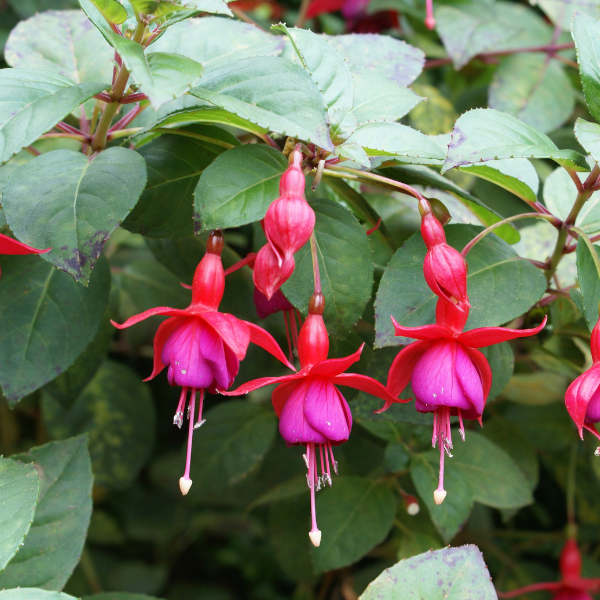 Fuchsia X Bernisser