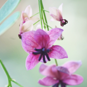 Akébie à cinq feuilles - Akebia quinata