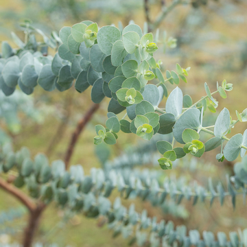 Gommier argenté - Eucalyptus pulverulenta Baby blue