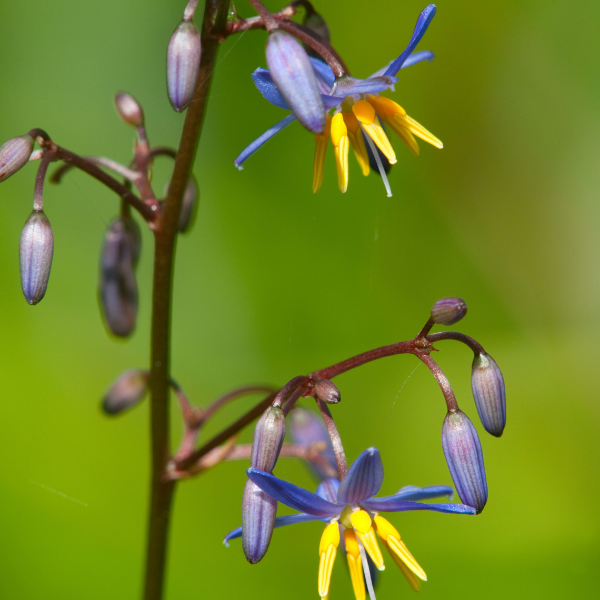Dianella 'Coolvista' - Dianella Revoluta 'Coolvista'