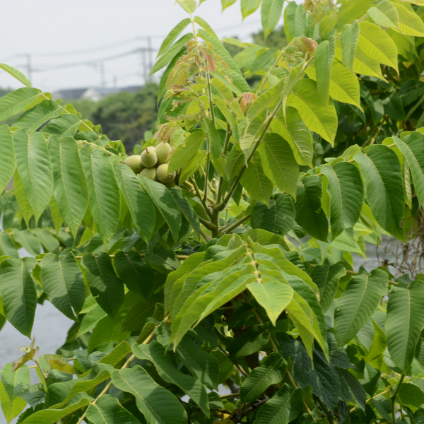 Noyer commun - Juglans regia 'fernor'