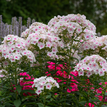 Phlox rampant 'Coral eye'- Phlox subulata 'Coral eye'