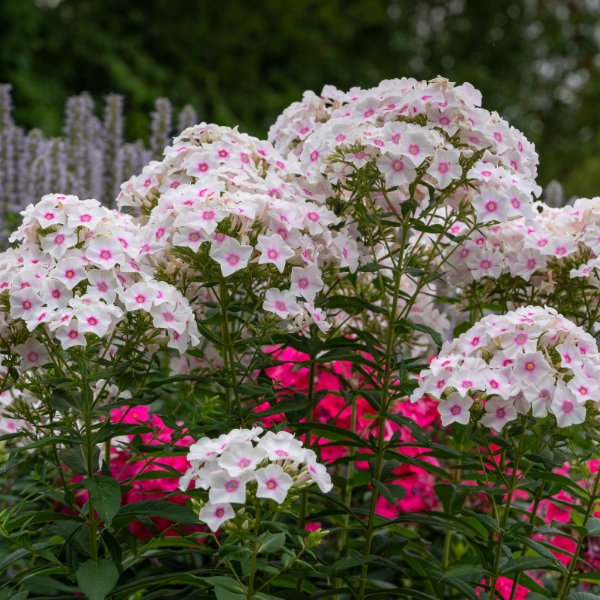 Phlox rampant 'Coral eye'- Phlox subulata 'Coral eye'