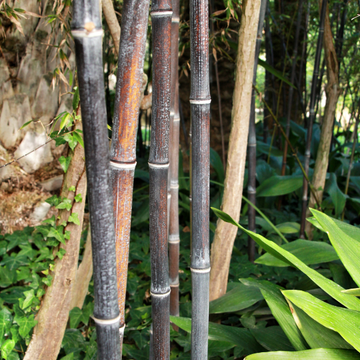 Bambusa Phyllostachys Nigra