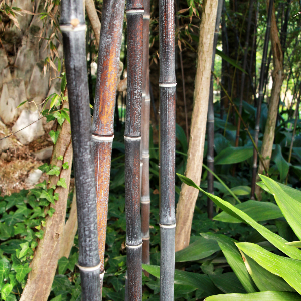 Bambusa Phyllostachys Nigra