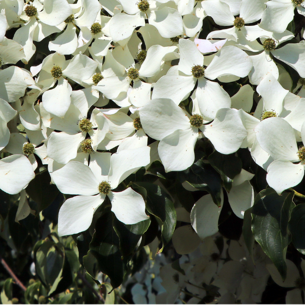 Cornus Kousa Schmetterling