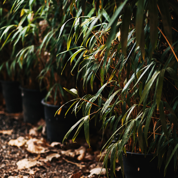 Bambusa Phyllostachys Aurea