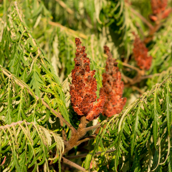 Sumac de Virginie - Rhus typhina