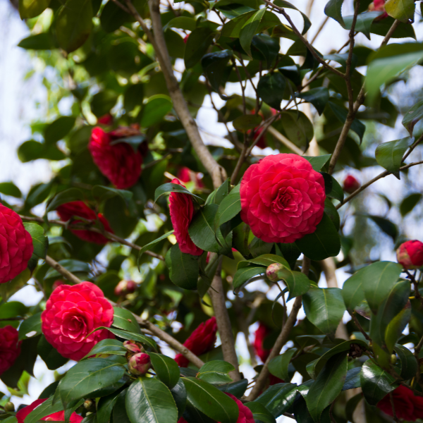 Camélia du Japon 'Roger Hall' - Camellia japonica 'Roger Hall'