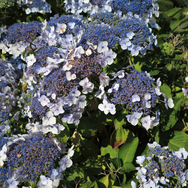 Hortensia 'Mariesii Grandiflora' - Hydrangea macrophylla 'Mariesii Grandiflora
