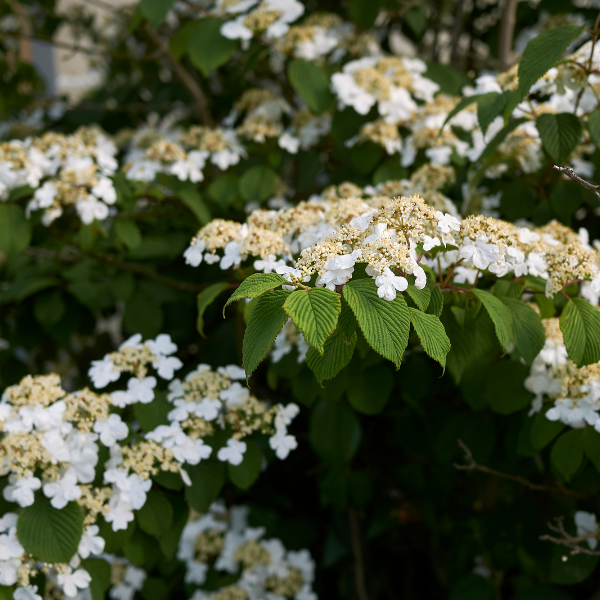 Viorne de Chine 'Lanarth' - Viburnum plicatum 'Lanarth'