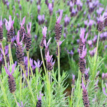 Lavandula Stoech. 'Anouk'