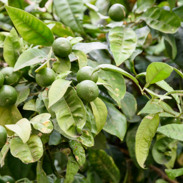 Citronnier Lime, Vert 'La Valette'
