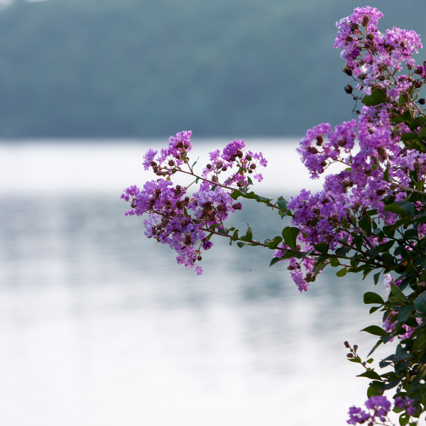 Lilas des Indes 'Purple Star' - Lagerstroemia indica 'Purple Star'