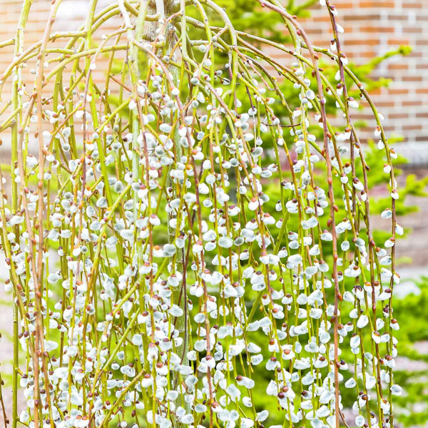 Saule marsault 'Kilmarnock' - Salix caprea 'Kilmarnock'