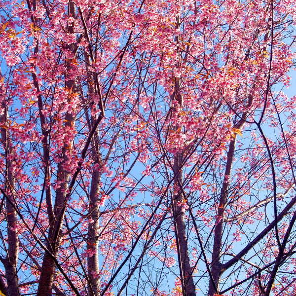 Cerisier du Japon 'Fukubana' - Prunus subhirtella 'Fukubana'