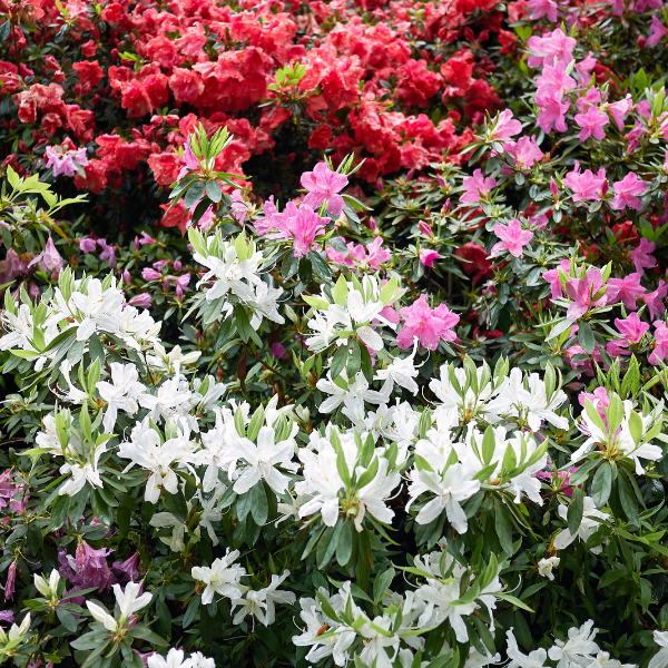Azalée japonaise 'Palestrina' - Azalea japonica 'Palestrina'