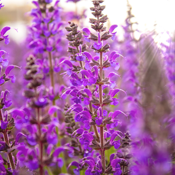 Sauge Nemorosa 'Blue Bouquetta' - Salvia Nemorosa 'Blue Bouquetta'
