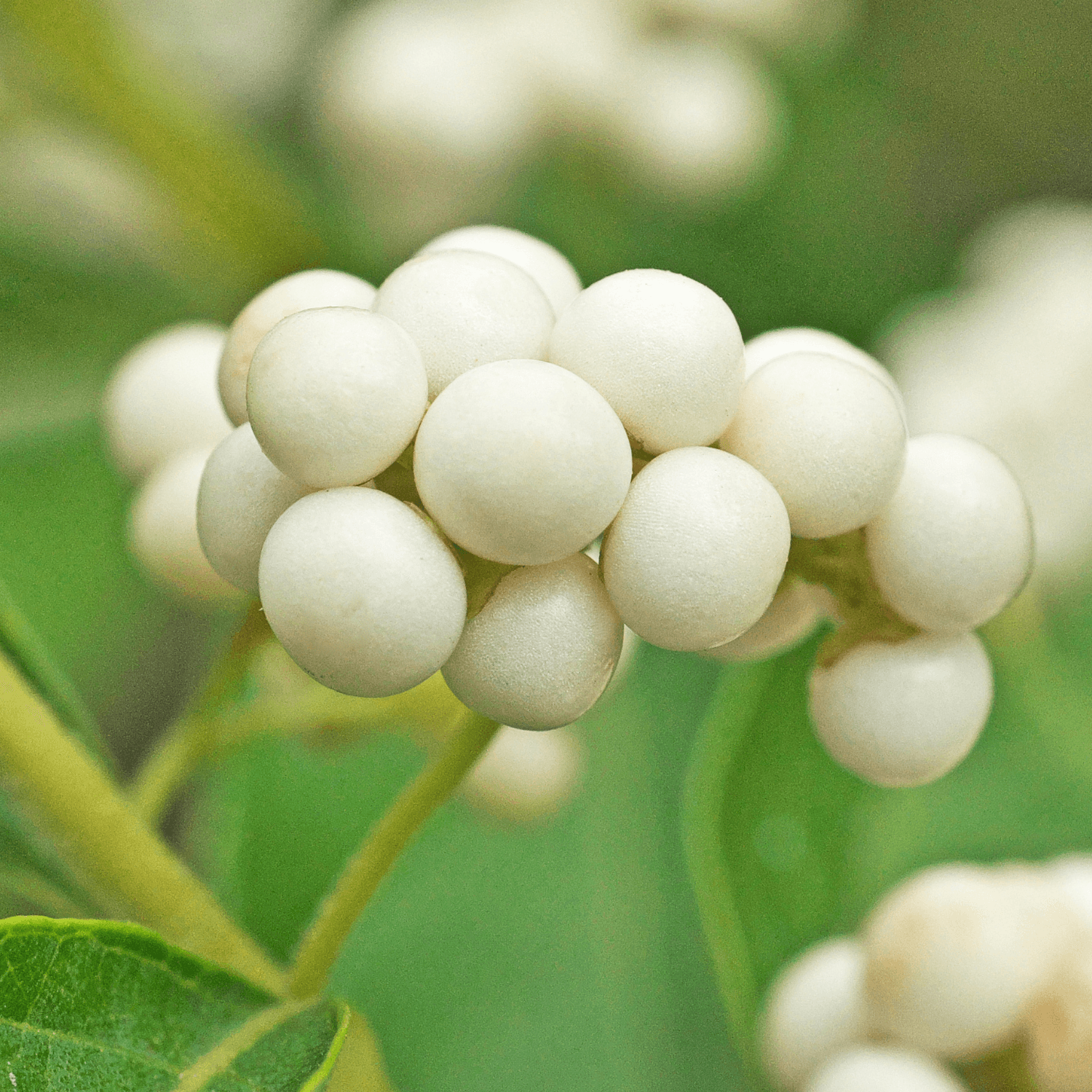 Arbuste aux bonbons 'Magical snowstar' - Callicarpa bodinieri 'Magical snowstar' - FLEURANDIE