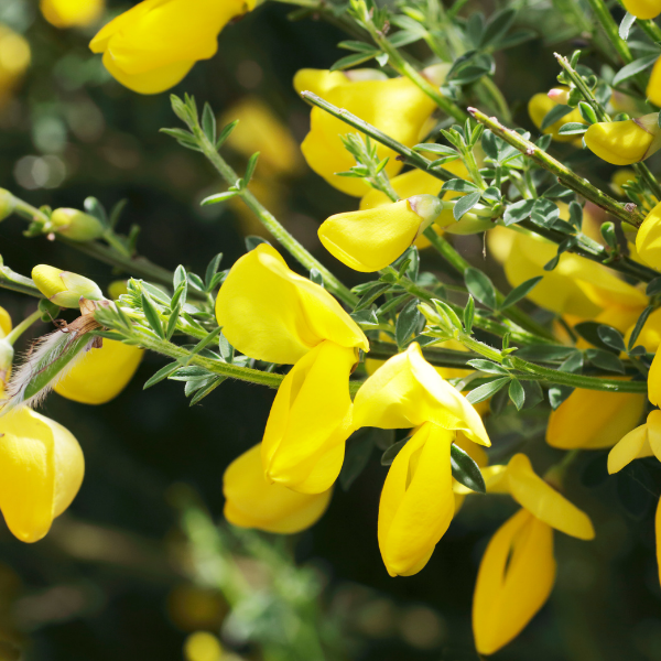Genêt 'Golden Sunlight' - Cytisus 'Golden Sunlight'