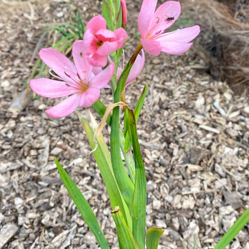 Lis des cafres rose - Hesperantha (Schizostylis) coccinea mrs hegar