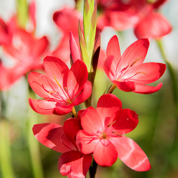 Lis des cafres rouge - Hesperantha (Schizostylis) coccinea rubra