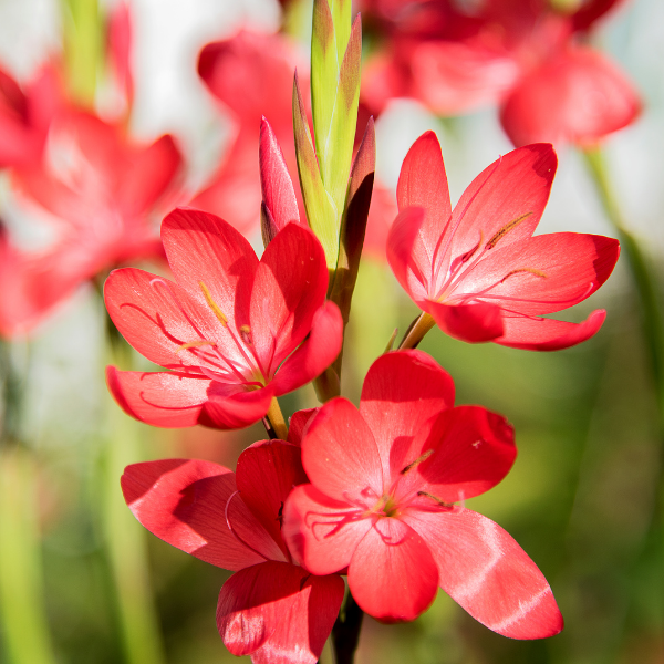 Lis des cafres rouge - Hesperantha (Schizostylis) coccinea rubra
